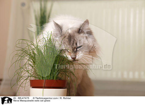 Neva Masquarade eats cat grass / RR-47475