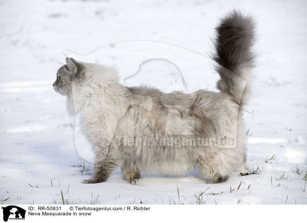 Neva Masquarade in snow / RR-50831