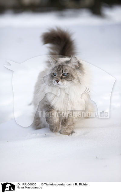 Neva Masquarade im Winter / Neva Masquarade / RR-50835
