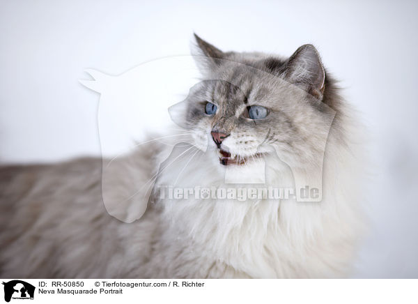 Neva Masquarade Portrait / Neva Masquarade Portrait / RR-50850