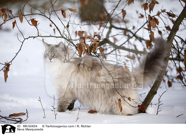 Neva Masquarade im Winter / Neva Masquarade / RR-50854