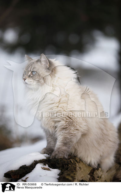 Neva Masquarade / RR-50868