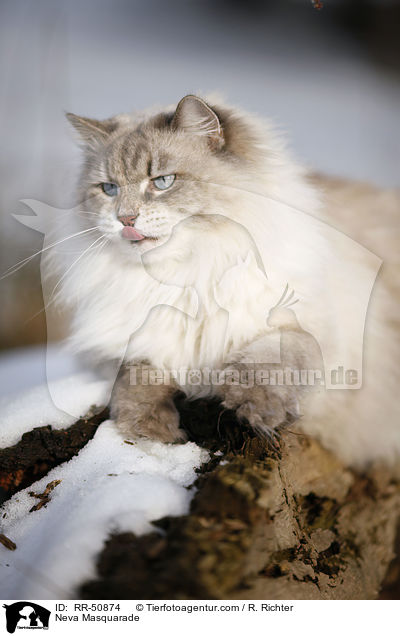 Neva Masquarade / RR-50874