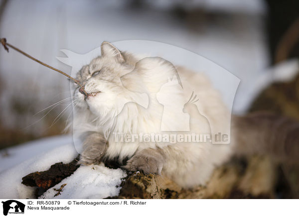 Neva Masquarade / Neva Masquarade / RR-50879
