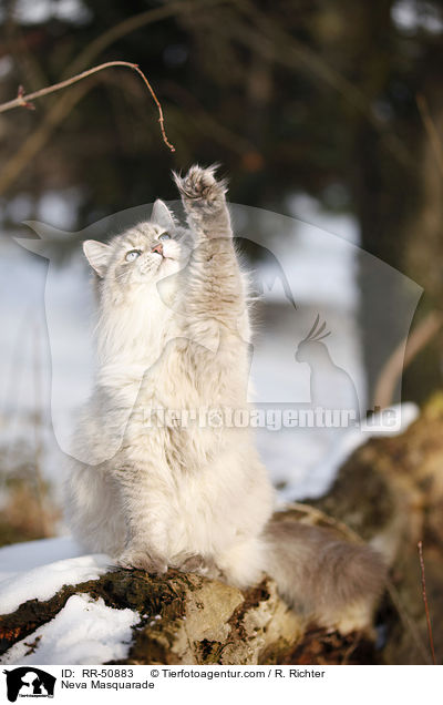 Neva Masquarade / Neva Masquarade / RR-50883