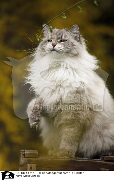 Neva Masquerade / RR-51745