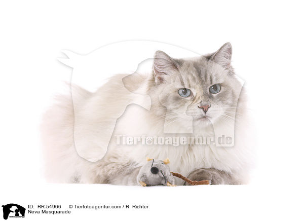 Neva Masquarade / RR-54966