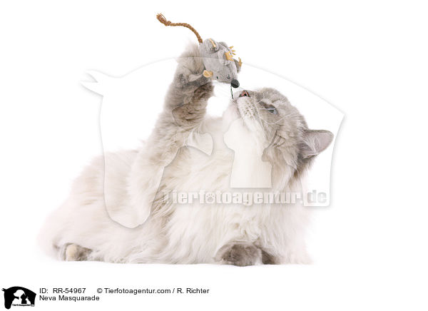 Neva Masquarade / RR-54967