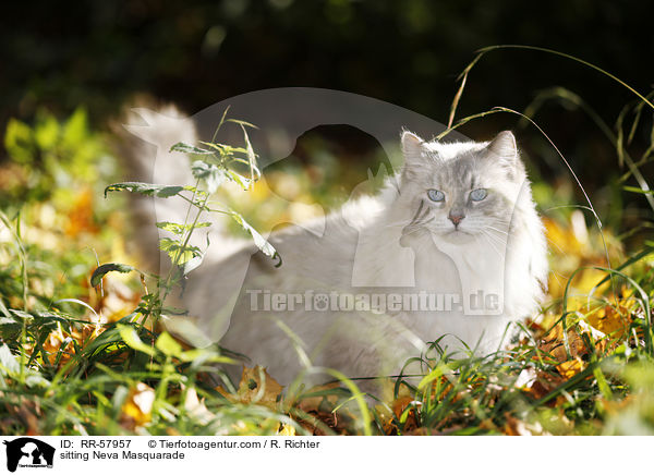 sitting Neva Masquarade / RR-57957