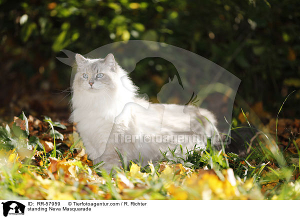 standing Neva Masquarade / RR-57959