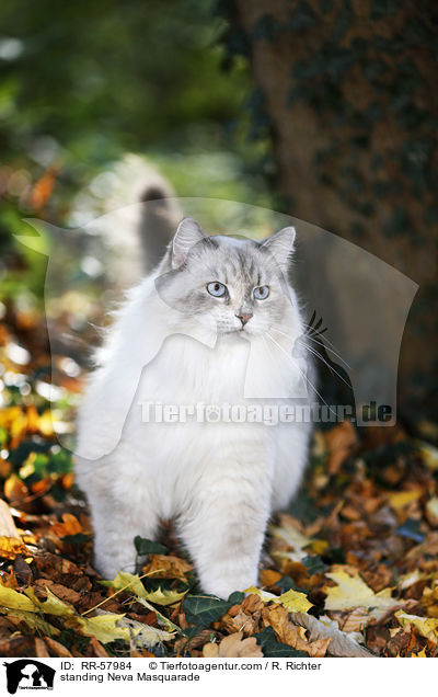 standing Neva Masquarade / RR-57984