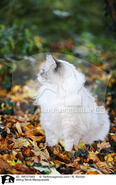 sitting Neva Masquarade / RR-57985