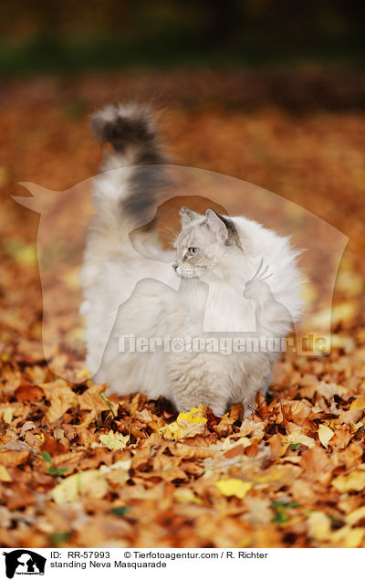 standing Neva Masquarade / RR-57993