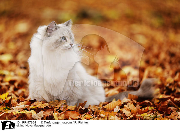 sitting Neva Masquarade / RR-57994