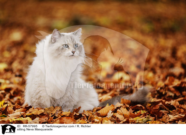 sitting Neva Masquarade / RR-57995