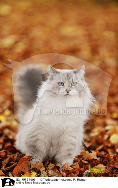 sitting Neva Masquarade / RR-57996