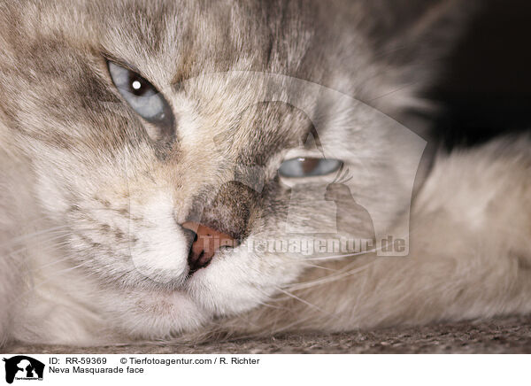 Neva Masquarade face / RR-59369