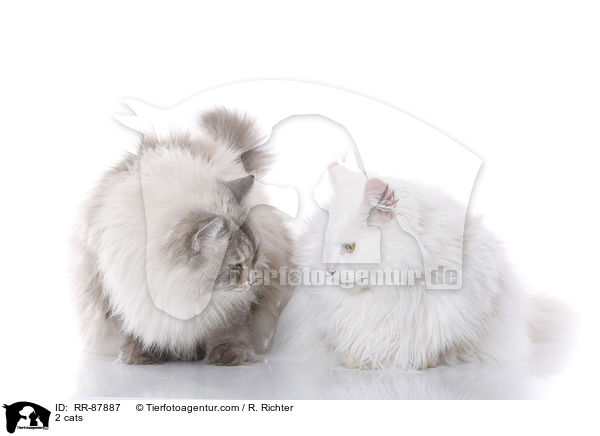 2 Katzen / 2 cats / RR-87887