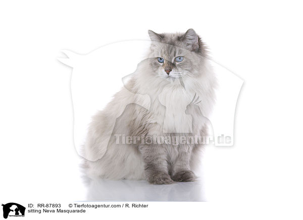 sitzende Neva Masquarade / sitting Neva Masquarade / RR-87893