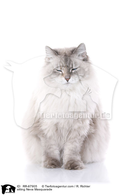 sitzende Neva Masquarade / sitting Neva Masquarade / RR-87905