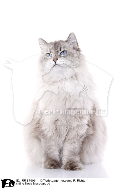 sitzende Neva Masquarade / sitting Neva Masquarade / RR-87906
