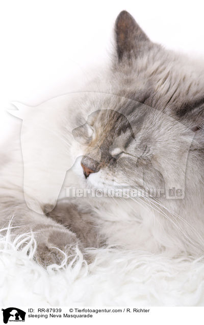 sleeping Neva Masquarade / RR-87939
