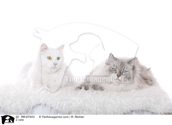 2 Katzen / 2 cats / RR-87943