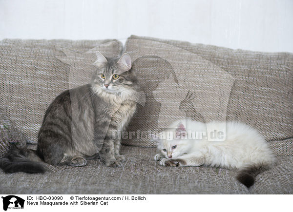 Neva Masquarade with Siberian Cat / HBO-03090