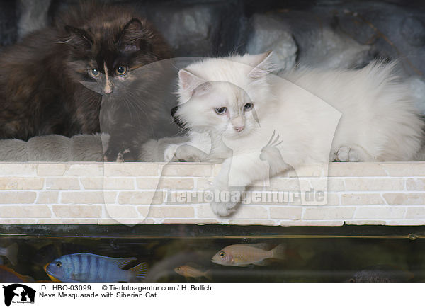 Neva Masquarade with Siberian Cat / HBO-03099