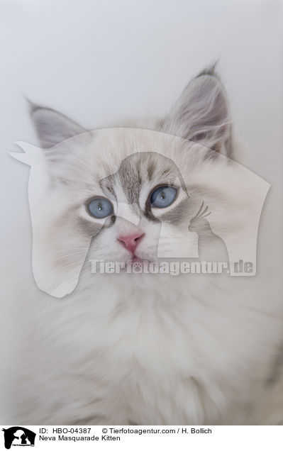 Neva Masquarade Kitten / HBO-04387