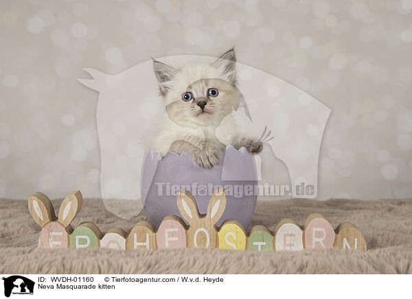 Neva Masquarade Ktzchen / Neva Masquarade kitten / WVDH-01160
