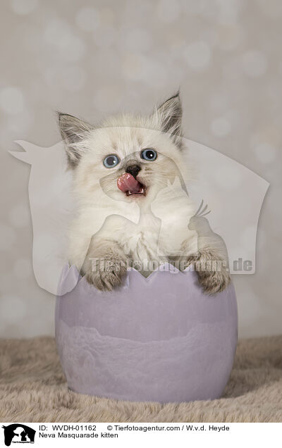 Neva Masquarade Ktzchen / Neva Masquarade kitten / WVDH-01162