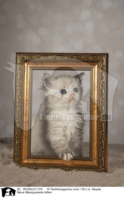 Neva Masquarade Ktzchen / Neva Masquarade kitten / WVDH-01179