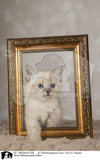 Neva Masquarade Ktzchen / Neva Masquarade kitten / WVDH-01185