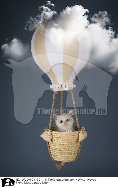 Neva Masquarade Ktzchen / Neva Masquarade kitten / WVDH-01190