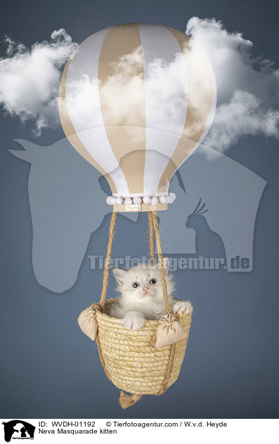 Neva Masquarade Ktzchen / Neva Masquarade kitten / WVDH-01192