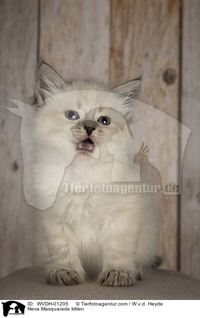Neva Masquarade Ktzchen / Neva Masquarade kitten / WVDH-01205