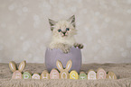 Neva Masquarade kitten
