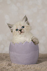 Neva Masquarade kitten