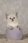 Neva Masquarade kitten