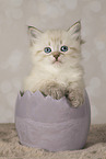 Neva Masquarade kitten