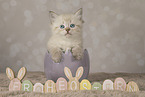 Neva Masquarade kitten