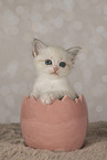 Neva Masquarade kitten