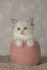 Neva Masquarade kitten
