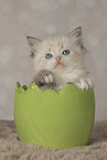 Neva Masquarade kitten