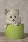 Neva Masquarade kitten