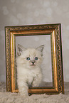 Neva Masquarade kitten