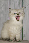Neva Masquarade kitten