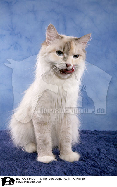 Neva Masquerade / Neva Masquerade / RR-13490