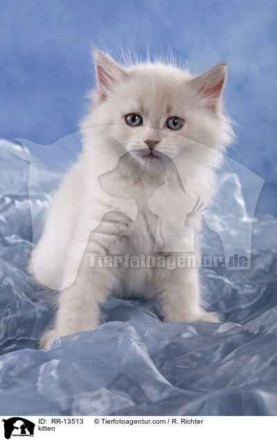 kitten / RR-13513